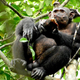 A wild chimp consuming a tortoise.